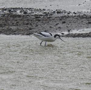 Pied Avocet