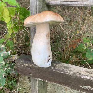 King Bolete