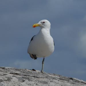 Great Black-backed Gull