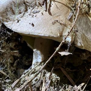 Summer Bolete