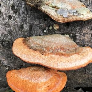 Cinnabar-red Polypore