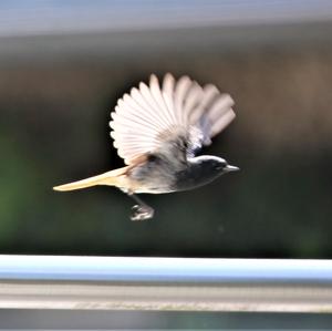 Black Redstart