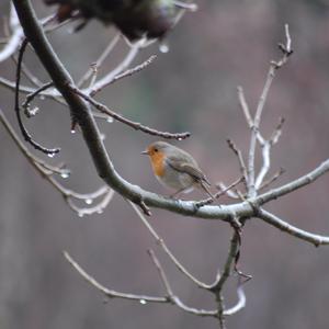 European Robin