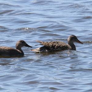 Gadwall