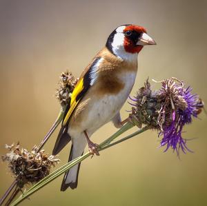 European Goldfinch