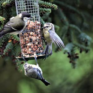 Blue Tit