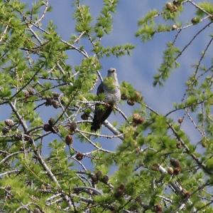 Common Cuckoo