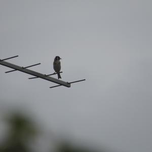 European Goldfinch