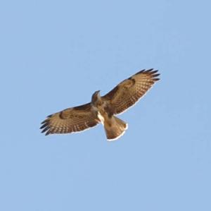 Common Buzzard