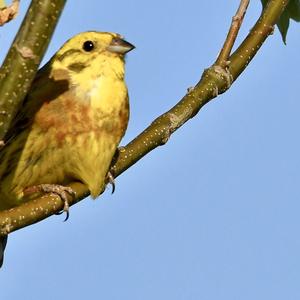 Yellowhammer