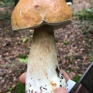 King Bolete