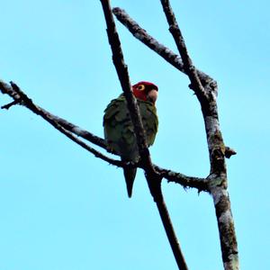 Mitred Parakeet