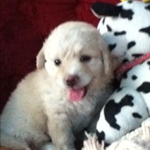 Unknown Breed
