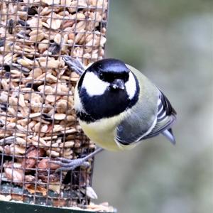 Great Tit