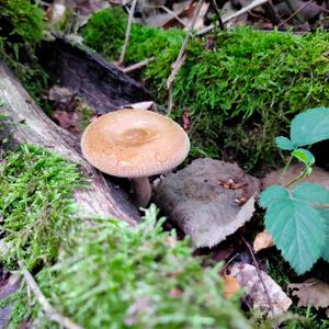 Poison Paxillus