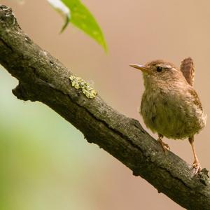 Winter Wren