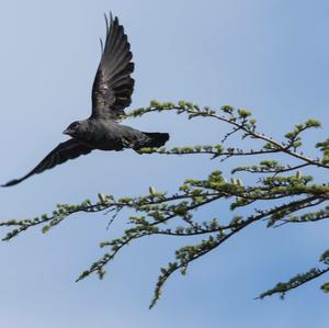 Eurasian Jackdaw