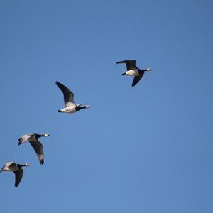 Barnacle Goose