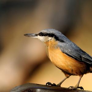 Wood Nuthatch