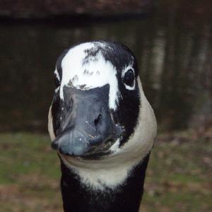 Barnacle Goose