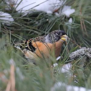 Brambling