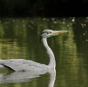 Grey Heron