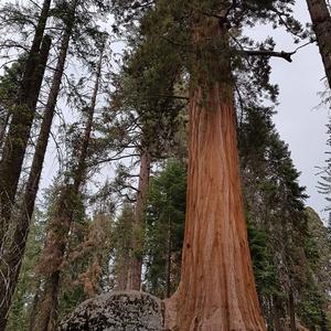 Giant Sequoia