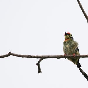 Coppersmith Barbet