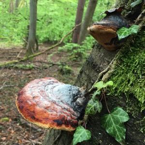 Red-belted Polypore