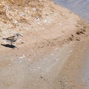 Dunlin