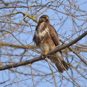 Common Buzzard