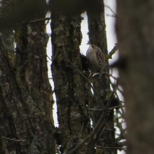 Eurasian Treecreeper