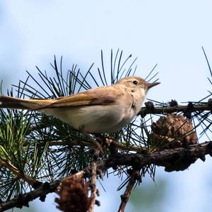 Berglaubsänger