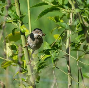 Lesser Whitethroat