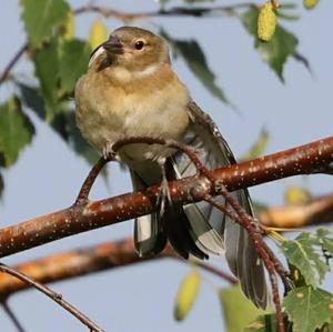 Eurasian Chaffinch