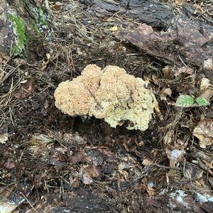 Eastern Cauliflower Mushroom