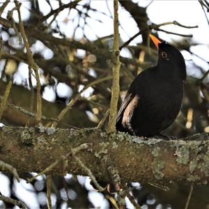 Eurasian Blackbird