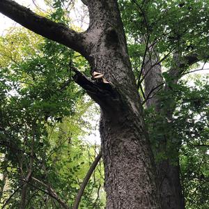 Dryad`s Saddle