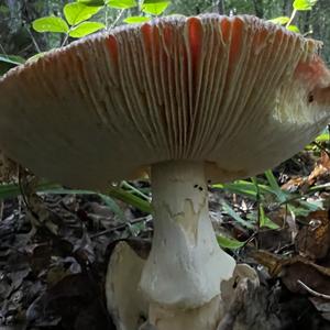 Caesar´s Mushroom