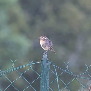 European stonechat