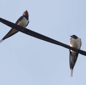 Barn Swallow