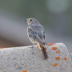 Black Redstart