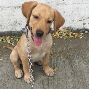 Retriever (Labrador)