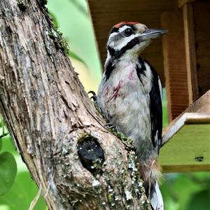 Great Spotted Woodpecker