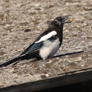 Black-billed Magpie