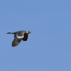 Common Wood-pigeon