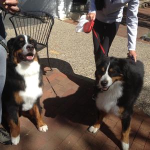 Bernese Mountain Dog