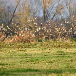 Brambling