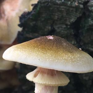 Honey Fungus