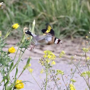 European Goldfinch